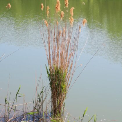 042_Detske-rybarske-preteky-2026